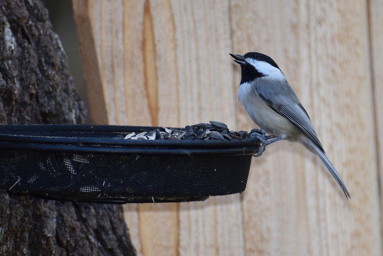 Crafting DIY Bird Feeders for Your Garden Decor